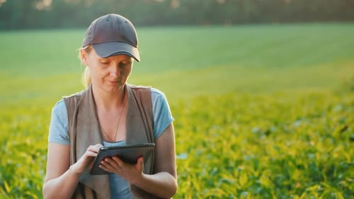 Portrait of Farmer Works in a Field of Young Corn, Uses a Tablet