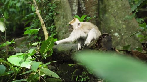 Monkeys Forest Bali