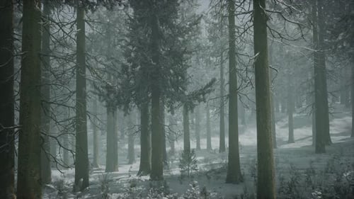 Winter Snowcovered Forest on a Cloudy Day