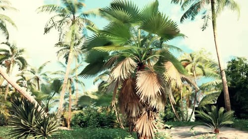 Tropical Palm Trees Swaying Gently in a Sunny Breeze
