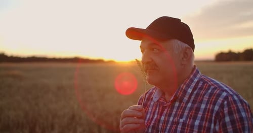 Portrait of an Elderly Farmer in a Cap at Sunset in a Field of Wheat Sniffing Brush Rye. Enjoy the