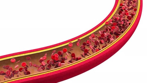 3D Animation of Red Blood Cells in a Human Blood Vessel