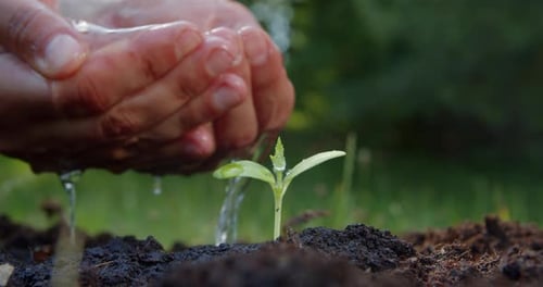 Farmer Waters a Young Plant From His Hands Slow Motion