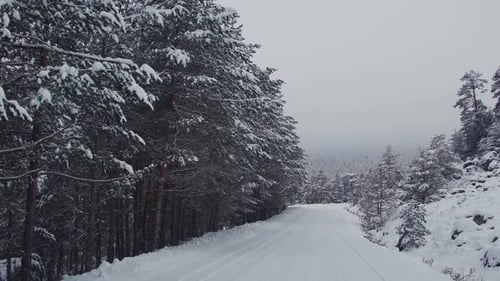 Snowy road and foggy forest.