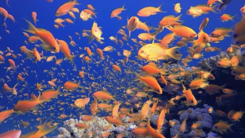 Colorful Fish