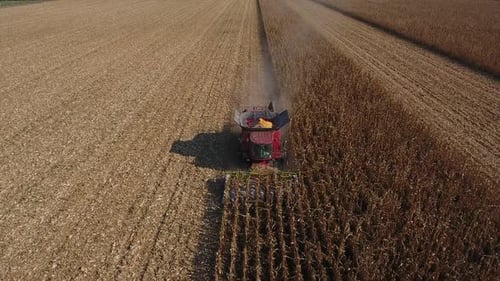 Combine Harvester Harvesting Corn in Rural Farmland