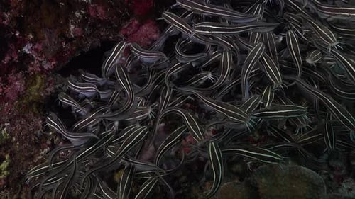 Catfish close up on coral reef at night