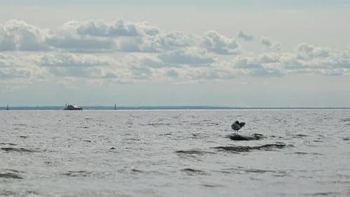 Vogel auf einem Stein im Wasser