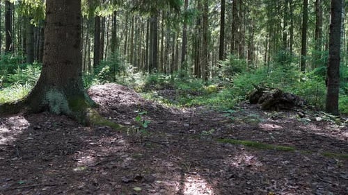 In The Summer Forest