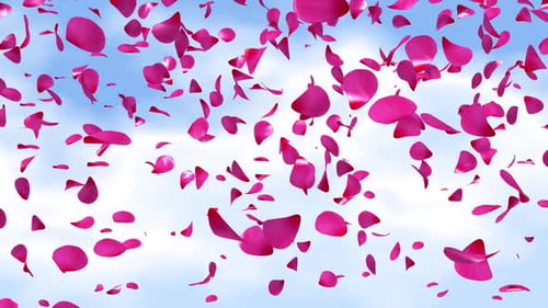 Rose Petals falling background