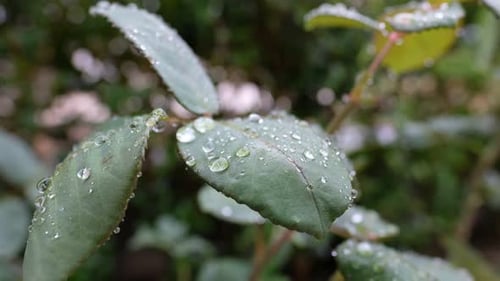 Water Droplets on Plant Leaves in Close Up