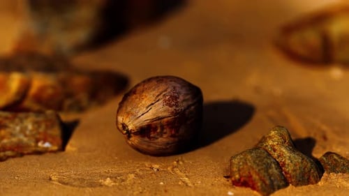 Coconut on Sand Beach at Sunset