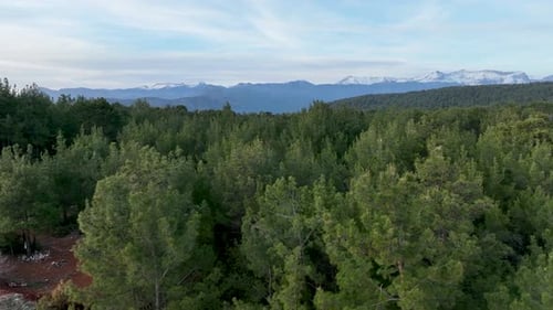 Forest texture aerial view 4 K Turkey Alanya