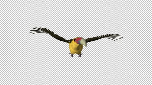 Toucan Bird - III - Aracari au safran - Boucle volante - Vue de face