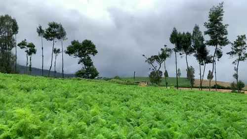 High Lands
