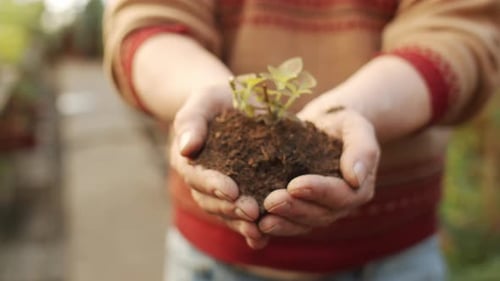 Hands Holding Soil with Green Plant