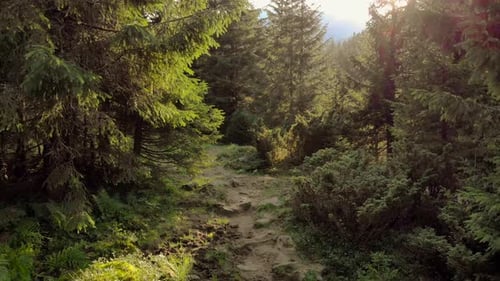Rays of Sunlight in the Spruce Forest