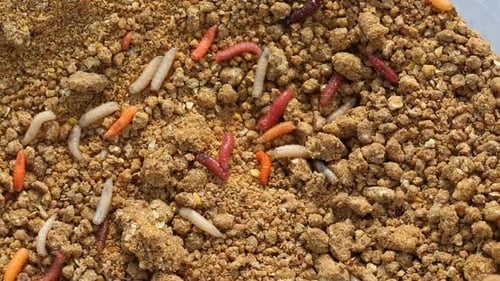 Crawling Maggots in Sand