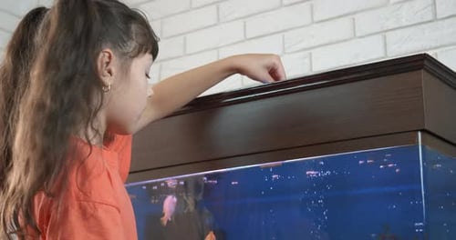 Girl Feeds Goldfish in Aquarium at Home