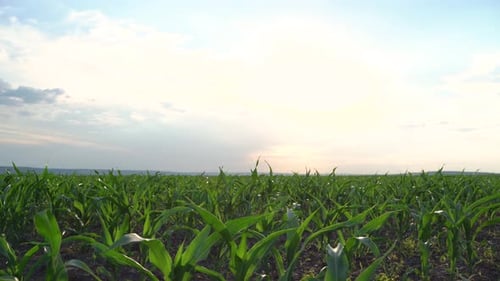 Corn Plantation Agriculture