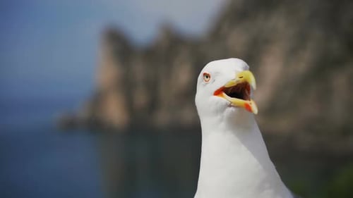 Seagull Portrait Against Sea Shore