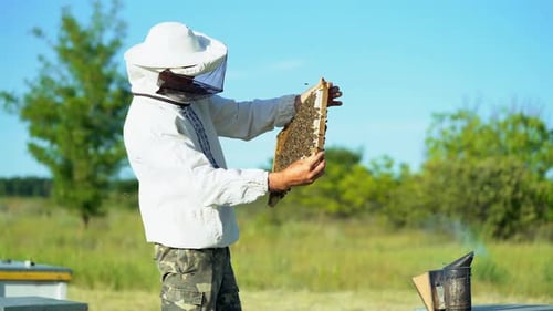 Beekeeper Examining Honeycomb Frame on Sunny Day