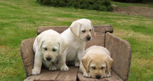 Labrador Retriever, Yellow Puppies in a Wheelbarrow, Normandy in France, Slow Motion 4K