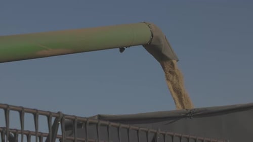 Loading of Grain By a Screw Loader
