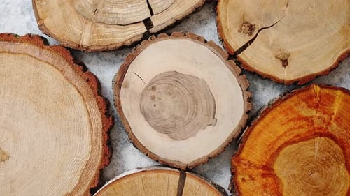Wooden Tree Stump Cross Sections with Zoom