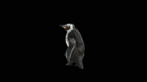 Penguin Dancing HD
