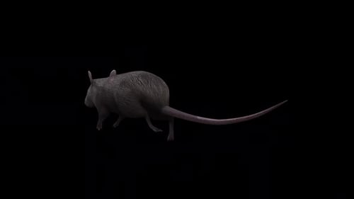 Brown Rat Run Back Side View