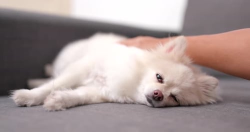 Hand Pets Dog Relaxing on Couch Indoors