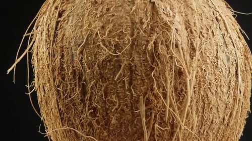 Close Up of Rotating Textured Coconut on Black