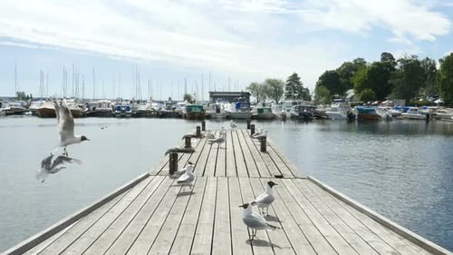 Seagulls on the sea shore.