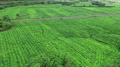 Aerial View of Fresh Green Tea Terrace Farm on the Hill Mauritius