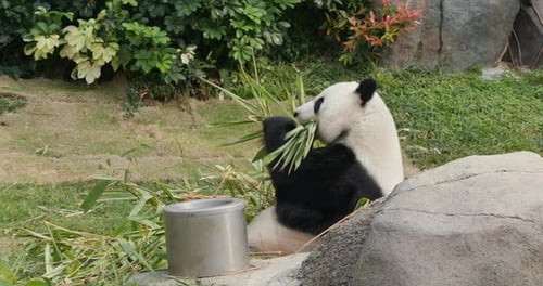 Panda isst Bambus im Park
