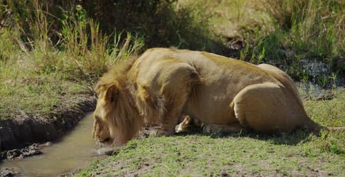 Lion drinking water