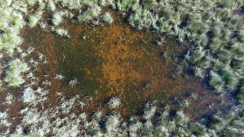 Roseaux, marais et flaques d'eau