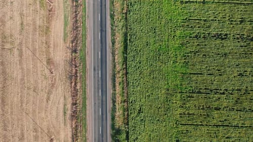 A Topdown Aerial View of Cars Driving Along the Highway Along a Sunflower Field on a Sunny Morning