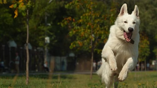 White German Shepherd running, Ultra Slow Motion