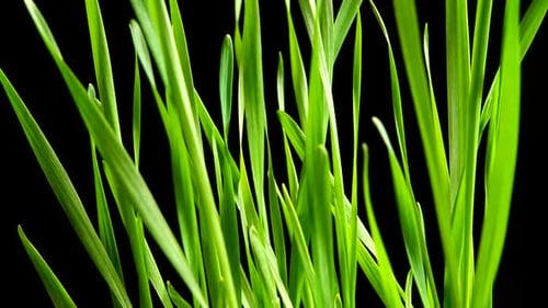 Fresh Green Grass Against Black Background