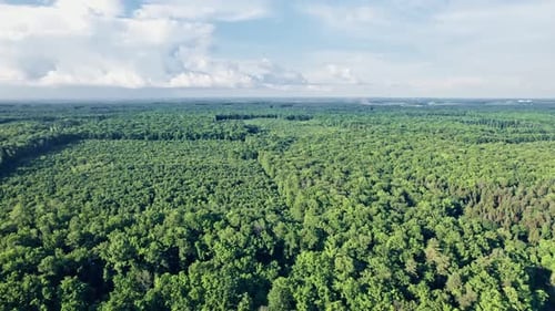 Top Down View Mixed Forest Woodland Aerial