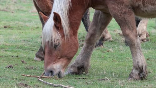 Young horse eating grass on the meadow surrounded by other free horses.