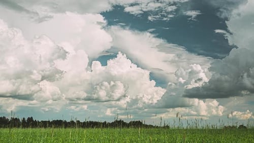 Toned Sky Light Blue Aquamarine Above Countryside Rural Field Landscape With Young Green Wheat