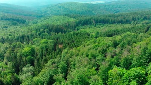Drohnenflug über üppig grüne Sommerwald- und Berglandschaft