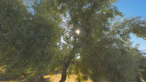 Olive trees orchard on sunny day