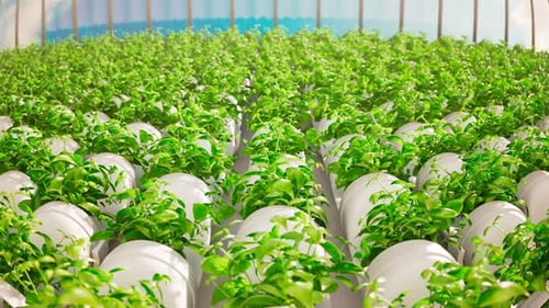 Green wall.Hydroponic in the greenhouse. Herb plantation with watering system.