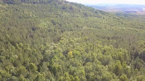 Aerial View of Vast Forest Landscape in Daytime