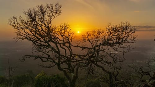 Setting Sun Shines Through Mountain Trees