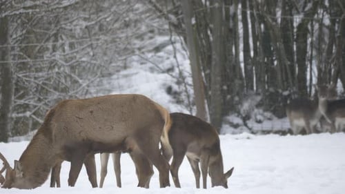 Herd of deer seen on a winter day